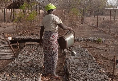 Dédougou : Des ménagères gagnent leur vie en produisant des plants